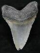 Bargain Fossil Megalodon Tooth - Feeding Wear #26525-2